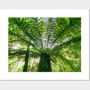 Tree Fern Posters and Art